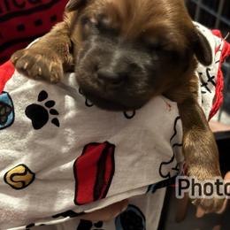 Albert - Wheaten male Soft Coated Wheaten Terrier puppy in Gladewater, Texas from Felicias Swheaties