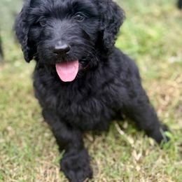 Sig M - Black male Labradoodle puppy in Kingston, Georgia from CC Familydoodles