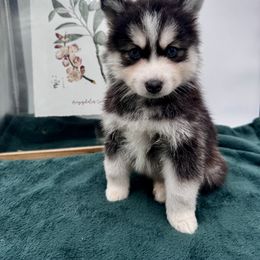 Honey - Tri-color female Pomsky puppy in Todd, North Carolina from Blue Ridge Pomsky
