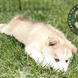 Pomsky Puppies from Lake in the hills Pomskies