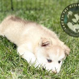 Pomsky Puppies from Lake in the hills Pomskies