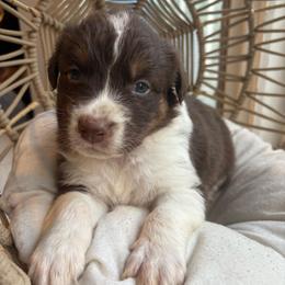 Apollo - Red tri-color male Australian Shepherd puppy in Grants Pass, Oregon from Carmel Mountain Aussies