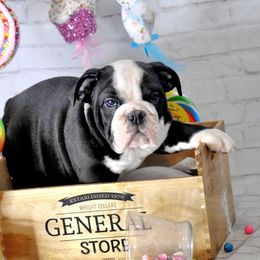 Bulldog Puppies from Dampier Bulldogs Mo