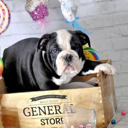Bulldog Puppies from Dampier Bulldogs Mo