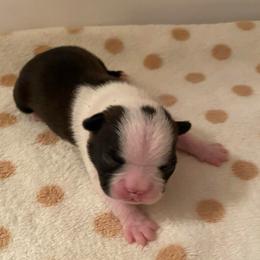 Mia - Black and white female Boston Terrier puppy in Imperial, Missouri from Boston Kup Breeders