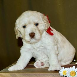 Red - Caramel male Australian Labradoodle puppy in Milton, North Carolina from Good Day Doodles