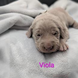 Viola - Silver gray female Weimaraner puppy in Evart, Michigan from Drehbar Weimaraners