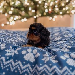 Chili - Black and tan male Cavalier King Charles Spaniel puppy in Mayo, Florida from Kingston’s Cavaliers
