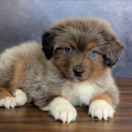 Lucky - Blue merle male Australian Shepherd puppy in Fultonville, New York from Sandy Aussies, Mini Dachshunds & Pomeranians