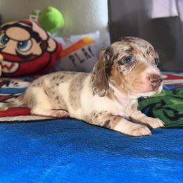 Toffee - Dapple female Dachshund puppy in Bakersfield, California from Dreaming of Dachshunds
