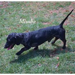Mimboo - Dachshund