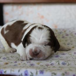 Buttercup - Liver white and tan female English Springer Spaniel puppy in Winfield, Tennessee from Murphy Farms and Springers