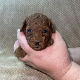 Green - Red  male Goldendoodle puppy in Altadena, California from Dena Hills