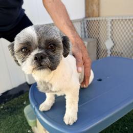 Toby - Tricolor male Shih Tzu puppy in Ocala, Florida from Yorkie  And Shih Tzu Love