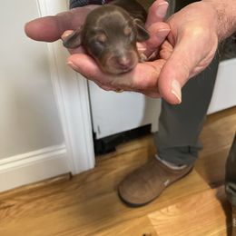Cielo - Chocolate and tan female Dachshund puppy in Pleasant Garden, North Carolina from Milky Way Miniature Dachshunds