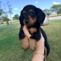 Georgette - Black and tan female Dachshund puppy in Goldthwaite, Texas from Mini Mama Dachshunds