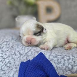 Trigger - Brindle and white male Shih Tzu puppy in Hartville, Missouri from Petty Paws