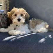 Cavachons and Cavalier King Charles Spaniels from Citrus Blue Farms