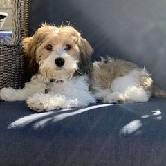 Cavachons and Cavalier King Charles Spaniels from Citrus Blue Farms