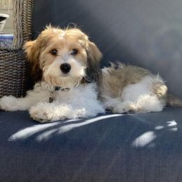 Cavachons and Cavalier King Charles Spaniels from Citrus Blue Farms