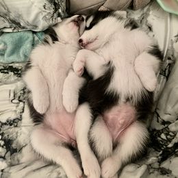 Maltese and Siberian Husky Puppies from Nyx’s Pack