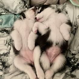 Maltese and Siberian Husky Puppies from Nyx’s Pack