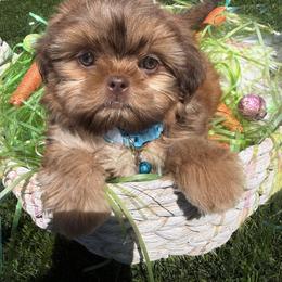 Flame - Red male Shih Tzu puppy in Coolidge, Arizona from Shih Tzu’s  ‘N’ Love