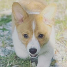 Pembroke Welsh Corgis from Southern Cooper Corgi’s