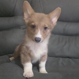 Male 1 - Blue male Pembroke Welsh Corgi puppy in Unicoi, Tennessee from East Tennessee Clark Corgis