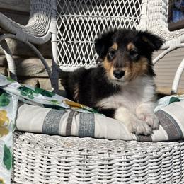 Beth - Black white and tan female Collie puppy in Park, Kansas from A/K Rough Collies