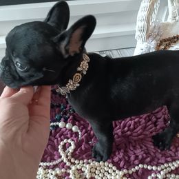 French Bulldog Puppies from Jettons Jewels Frenchies