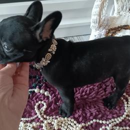 French Bulldog Puppies from Jettons Jewels Frenchies