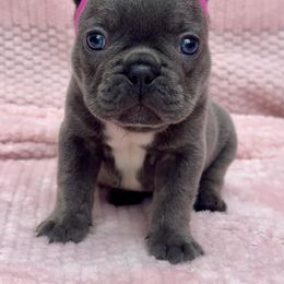 Faye - Blue female French Bulldog puppy in Rockville, Indiana from Blaze Of Glory Bostons & Frenchies