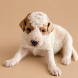 Winslow - Yellow and white female Bernedoodle puppy in Santa Barbara, California from K+C Doodles