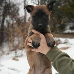 Gilly - Fawn female Belgian Malinois puppy in Baltimore, Maryland from Abenteurer German Shepherds & Belgian Malinois