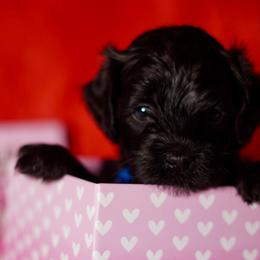 Blue Collar Boy - Black male Yorkipoo puppy in Las Vegas, Nevada from Plush Toy Poodle Puppies & Pals