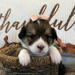 CRUZ AKC - Sable female Pembroke Welsh Corgi puppy in Hinton, Oklahoma from Green Cloud Ranch