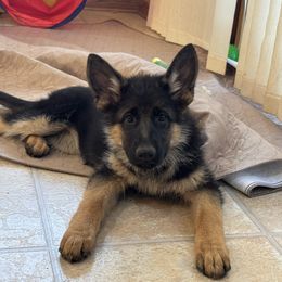 Miss Dark Pink - Black and red female German Shepherd puppy in Lawton, Michigan from Free Indeed Shepherds