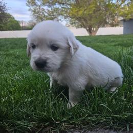 Mr White - Light golden male Golden Retriever puppy in Grand Island, Nebraska from Loseke Family Retrievers