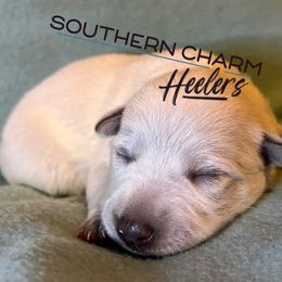 Honey - Red mottled female Australian Cattle Dog puppy in Floyd, Virginia from Southern Charm Heelers