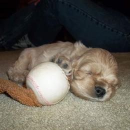 Cocker Spaniel and German Shepherd Puppies from Emerald Cockers/Frog Valley K9's LLC
