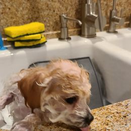 Aussiedoodle, Poodle, and Toy Australian Shepherd Puppies from Heartland Ranch