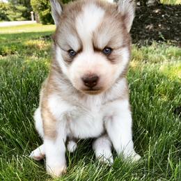 Miniature Australian Shepherd and Siberian Husky Puppies from Anna Philbrick