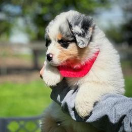 Australian Shepherd puppies from Oceanside Aussies