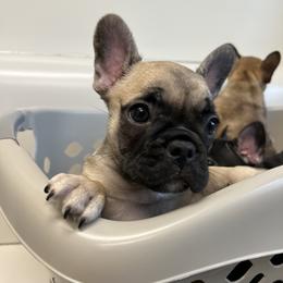 French Bulldog Puppies from Stratton Kennel