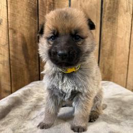 Yellow HC - Bi-color female German Shepherd puppy in Terra Alta, West Virginia from Shepherd Country Farm and Kennels