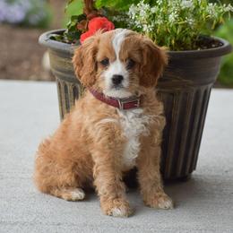 Paxton - Red male Cavapoo puppy in Gap, Pennsylvania from Country View Puppies ( License 18816)