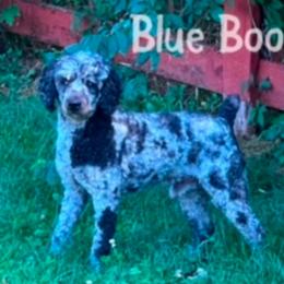 Blue Boo - Cockapoo