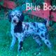 Blue Boo