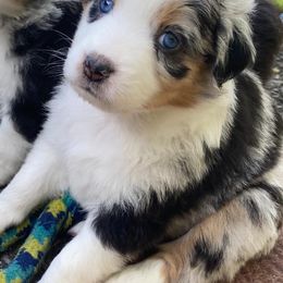 Australian Shepherds from DC Aussies